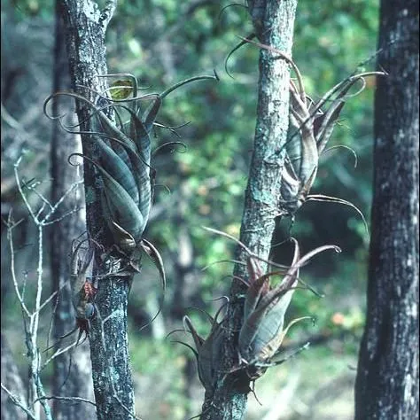thumbnail for publication: Florida's Native Bromeliads